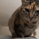 ミックス(雑種)、その他短毛種