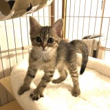 ミックス(雑種)、その他短毛種