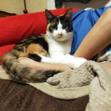 ミックス(雑種)、その他短毛種