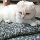 ミックス(雑種)、その他短毛種