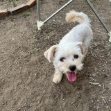 ミックス(雑種)、その他小型犬