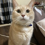 ミックス(雑種)、その他短毛種