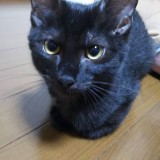 ミックス(雑種)、その他短毛種