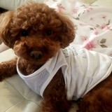 ミックス(雑種)、その他中型犬
