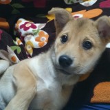 ミックス(雑種)、その他中型犬