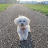 ミックス(雑種)、その他小型犬