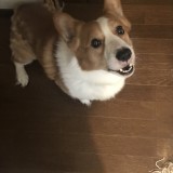 ミックス(雑種)、その他中型犬