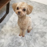 ミックス(雑種)、その他小型犬
