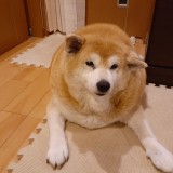 ミックス(雑種)、その他中型犬