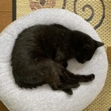ミックス(雑種)、その他短毛種