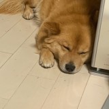 ミックス(雑種)、その他中型犬