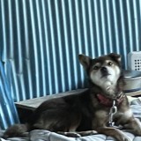 ミックス(雑種)、その他中型犬