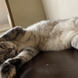 ミックス(雑種)、その他短毛種