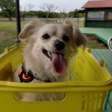 ミックス(雑種)、その他小型犬