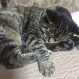 ミックス(雑種)、その他