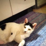 ミックス(雑種)、その他短毛種
