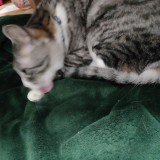 ミックス(雑種)、その他短毛種