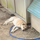 ミックス(雑種)、その他中型犬