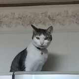 ミックス(雑種)、その他短毛種