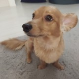 ミックス(雑種)、その他小型犬