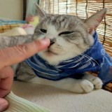 ミックス(雑種)、その他短毛種