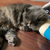 ミックス(雑種)、その他長毛種