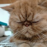 ミックス(雑種)、その他長毛種