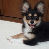 ミックス(雑種)、その他小型犬
