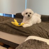 ミックス(雑種)、その他小型犬