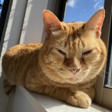 ミックス(雑種)、その他短毛種