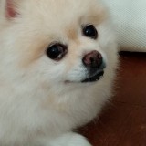 ポメラニアン