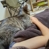 ミックス(雑種)、その他短毛種