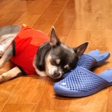 チワワ