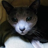 ミックス(雑種)、その他長毛種