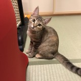 ミックス(雑種)、その他短毛種