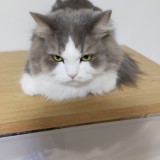 ミックス(雑種)、その他長毛種