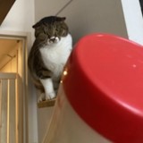 ミックス(雑種)、その他短毛種