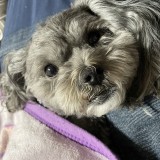ミックス(雑種)、その他小型犬