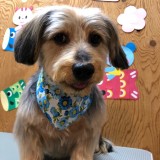 ミックス(雑種)、その他小型犬
