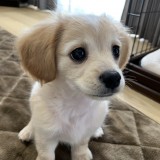 ミックス(雑種)、その他小型犬