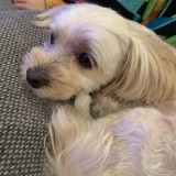 ミックス(雑種)、その他小型犬