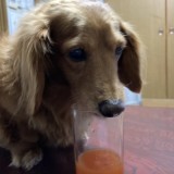 ミニチュア・ダックスフンド