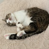 ミックス(雑種)、その他