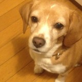ミックス(雑種)、その他小型犬