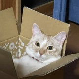 ミックス(雑種)、その他短毛種
