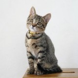 ミックス(雑種)、その他短毛種