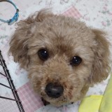 トイ・プードル