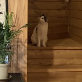 ミックス(雑種)、その他短毛種