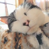 ミックス(雑種)、その他短毛種