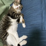 ミックス(雑種)、その他短毛種